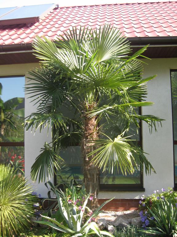 Pokoje Goscinne Pod Palmami Busko-Zdrój Chambre photo
