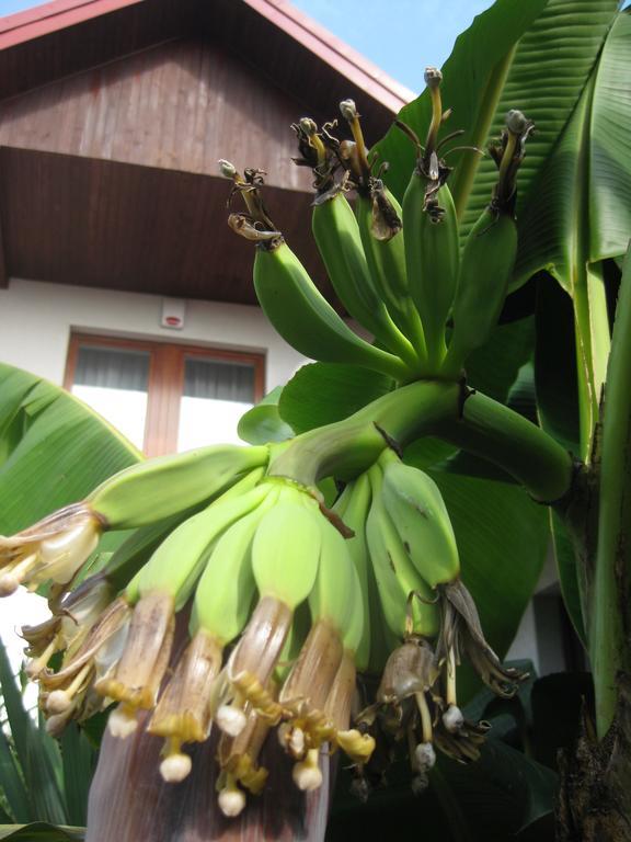 Pokoje Goscinne Pod Palmami Busko-Zdrój Extérieur photo