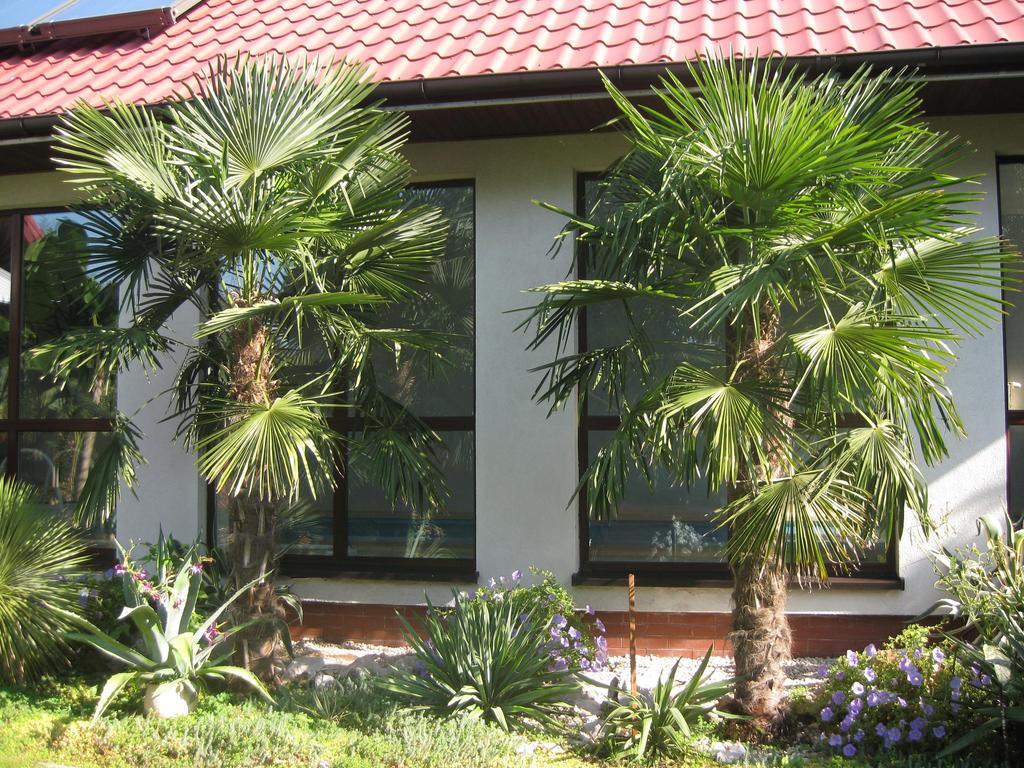 Pokoje Goscinne Pod Palmami Busko-Zdrój Extérieur photo